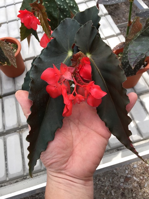 B. ‘Red Star’